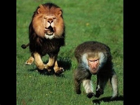 Lion 5 lion vs baboon,Lions attack big baboon,Lion smart more than baboon - YouTube