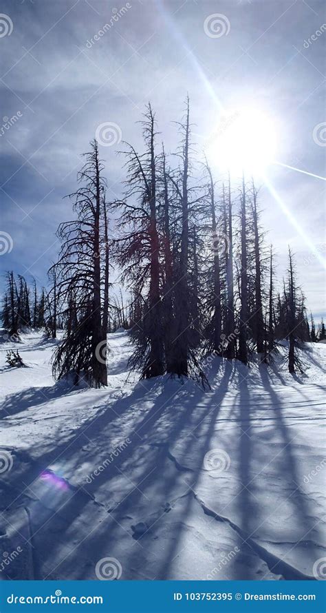 Dead of Winter Forest stock image. Image of winter, landscape - 103752395