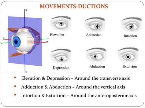 Extraocular muscles