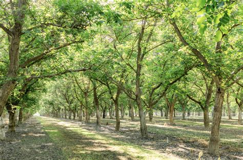 Farming – California Walnuts and Walnut Processing