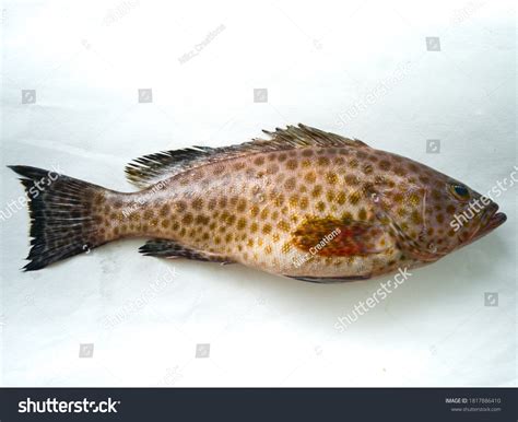 Hamour fish Images, Stock Photos & Vectors | Shutterstock