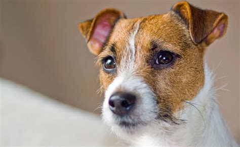 Jack Russell Mix Breeds