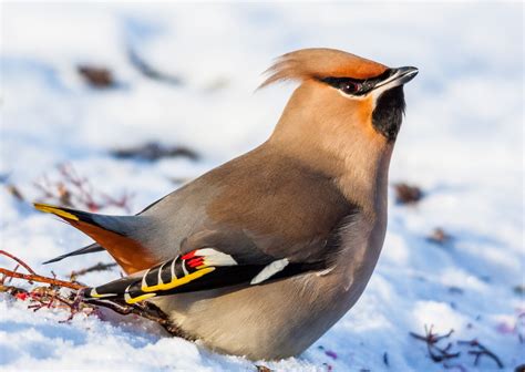 Bohemian waxwing | Bohemian waxwing, World best photos, Stock photos