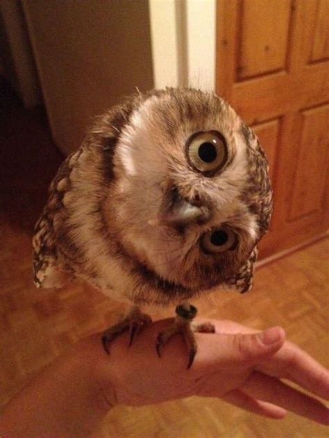 Funny Owls (30 pics)