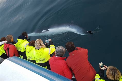 Point Hacks | Activity | Whale-Watching Tour from Reykjavik