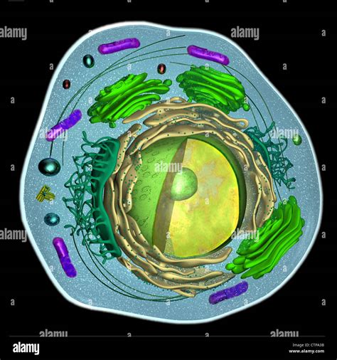 3D model of a eukaryotic cell Stock Photo - Alamy