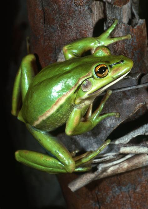 Green and Golden Bell Frog - The Australian Museum