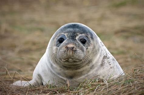 Grey Seal Pup by bforbes - Pentax User