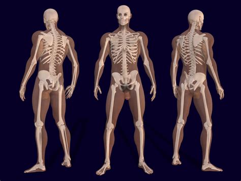 File:3D Male Skeleton Anatomy.png - Wikimedia Commons