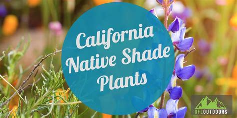 California Native Shade Plants [6 Plants That Grow in the Shade]