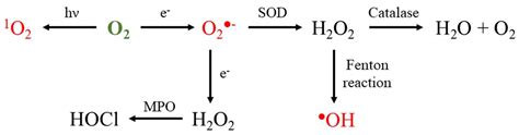 Molecules | Free Full-Text | Detection of Oxidative Stress Induced by Nanomaterials in Cells—The ...