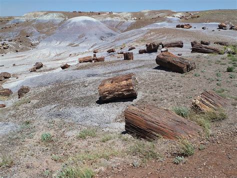 Where To Find Petrified Wood (BEST Places To Discover Fossilized Wood)