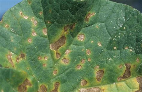 Pumpkin | Diseases and Pests, Description, Uses, Propagation