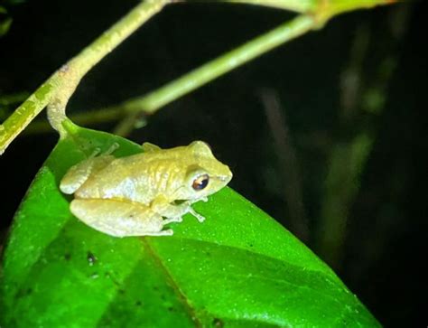 Monteverde: Wildlife Observation Night Walking Tour | GetYourGuide