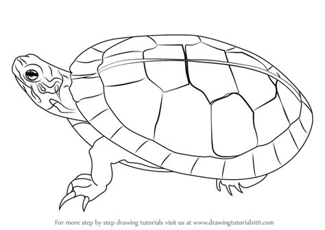 Learn How to Draw a Painted Turtle (Turtles and Tortoises) Step by Step : Drawing Tutorials