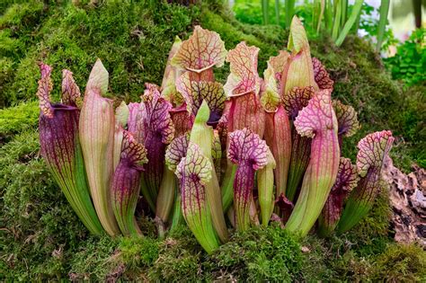 Carnivorous Plants Pitcher Plant