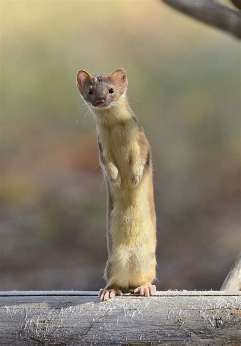 Weasels Are Built for the Hunt | Predator, Ferret and Otters