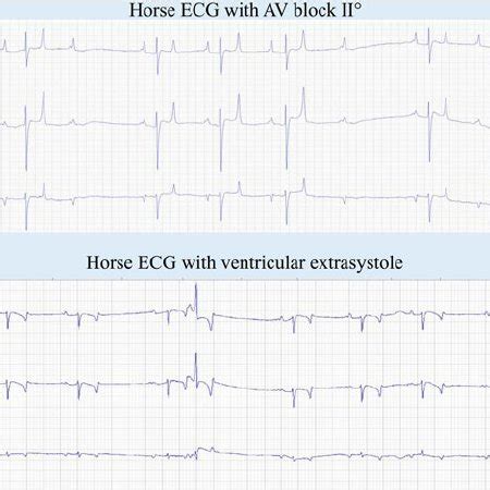 8 a Horse ECG with AV block II°. b Ventricular extrasystole in an... | Download Scientific Diagram