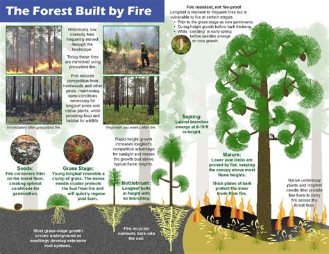 Burning Longleaf Pine Forests | Forest and wildlife, Pine forest, Forest