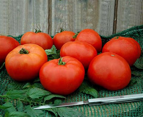 10 Tomato Varieties You Need To Know - Growing Produce