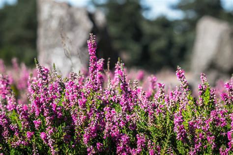 Scottish Heather - The Legendary Flower Of Scotland