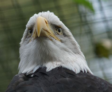 Dominance - Hawk Conservancy, Andover, Hampshire_DSC07884 | Flickr