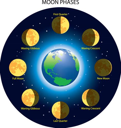 What are phases (moon)? The phases are the changes in the part of the ...