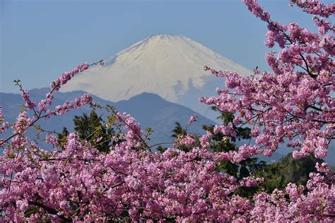 Mount Fuji Cherry Blossom