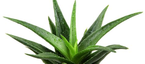 The Medicinal Uses for Aloe Vera