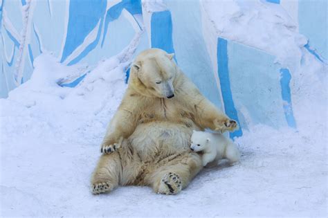 Loving Polar Bear Mama Playing With Her Baby In Snow For The First Time ...