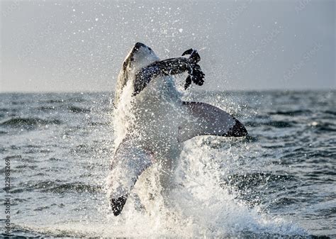 Great White Shark (Carcharodon carcharias) breaching in an attack. Hunting of a Great White ...