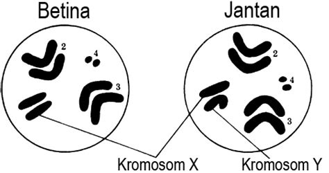 Kromosom Pada Lalat Buah (Drosophila melanogaster) Jantan dan Betina - Biologizone