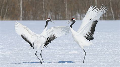 Cranes in China: auspicious, noble and long-lived - CGTN