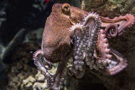 How Many Brains Does An Octopus Have? (And Why 9?)