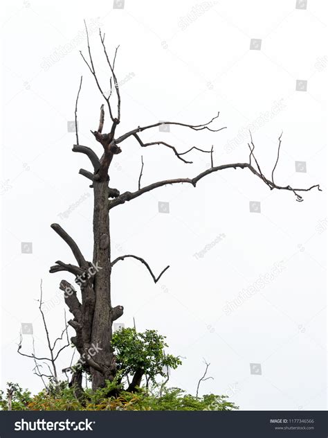 85 Spindly Growth Images, Stock Photos & Vectors | Shutterstock