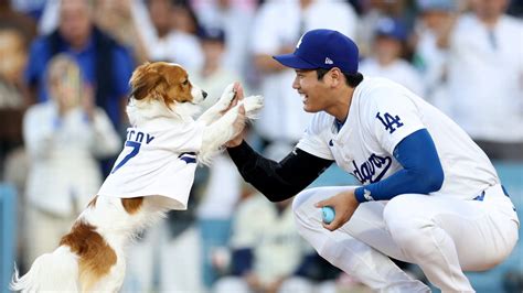 Watch Shohei Ohtani’s dog throw out first pitch – NBC Los Angeles