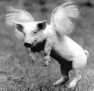 Pig Born With Wings | HuffPost Entertainment