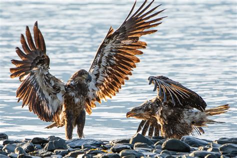 Solomon Gulch Hatchery - Valdez, Alaska - Wildlife Viewing - Wildlife Viewing