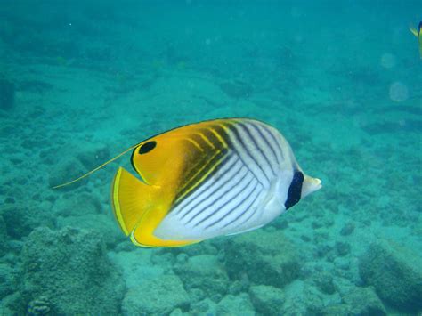 Hawaii reef life identification page | Fish pet, Salt water fish, Reef