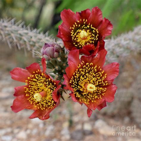 Cholla Cactus Vibrancy Photograph by Janet Marie | Fine Art America