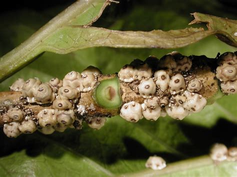 Garden Guy Hawaii: Controlling Scale Insects