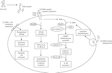 Mechanism of Action of Colchicine in the Treatment of Gout - Clinical Therapeutics