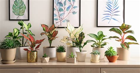 14 Varieties Of Dieffenbachia As Houseplants - The Garden Magazine