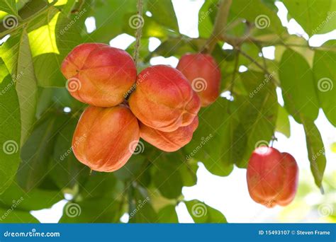 Ackee Fruit on Tree stock image. Image of toxicity, food - 15493107