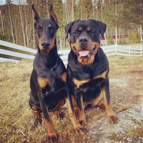 Doberman VS Rottweiler - 16 Surprising Differences - The Goody Pet