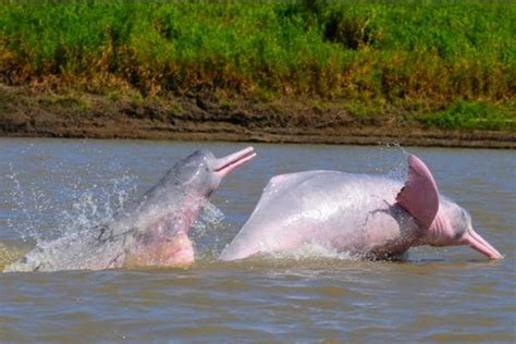 DELFIN ROSADO DEL AMAZONAS | Pink dolphin, Dolphins, Amazon river