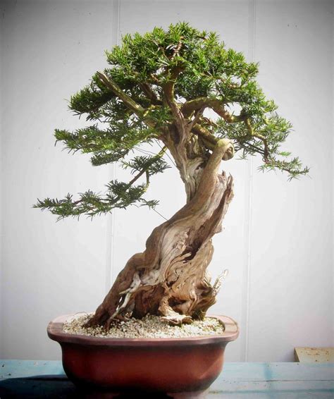 Yew Bonsai Tree - Bonsai Sanctum