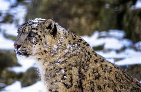 Snow Leopard: Species Facts, Info & More | WWF.CA