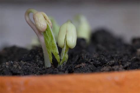 Bean Germination » Top Facts on Beginning Growth