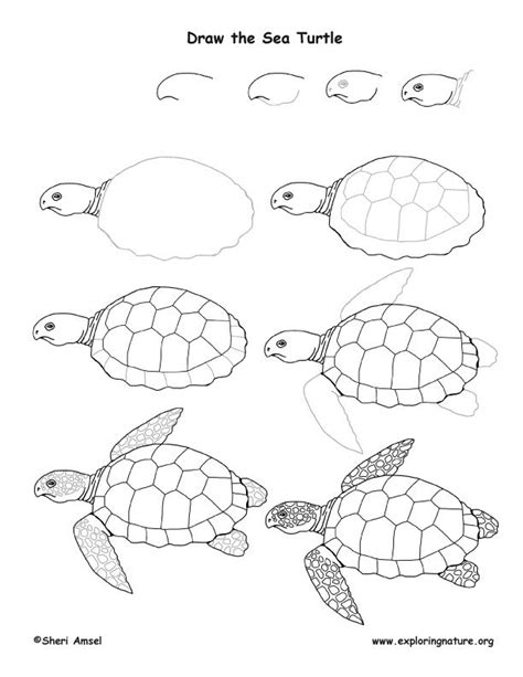 How To Draw A Sea Turtle sea turtle drawing lesson | Schildkröte zeichnen, Schildkröte malerei ...